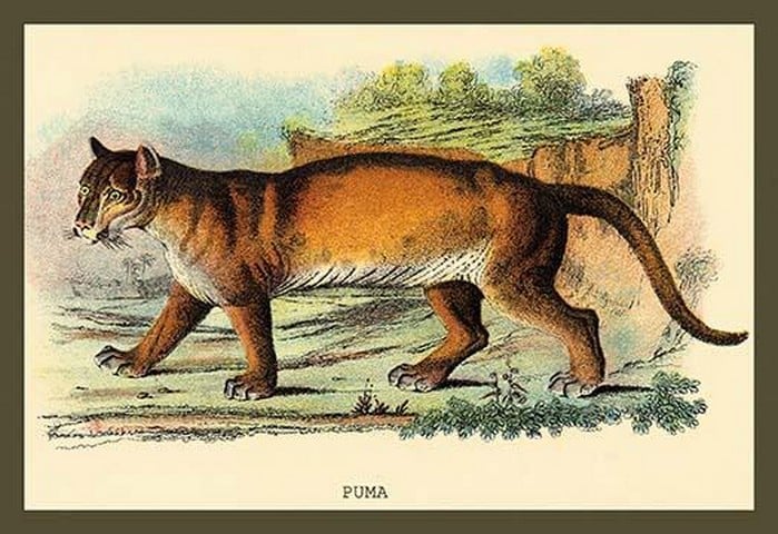 Puma by Sir William Jardine