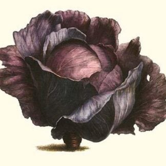 Purple Cabbage by Philippe-Victoire Lev que de Vilmorin