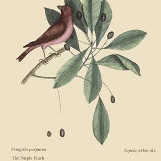 Purple Finch by Mark Catesby