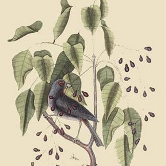 Purple Grosbeak by Mark Catesby