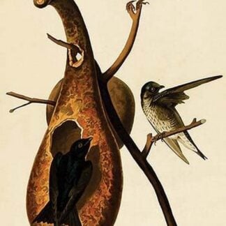 Purple Martin by John James Audubon