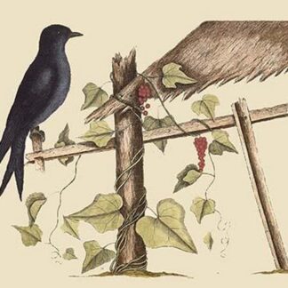 Purple Martin by Mark Catesby