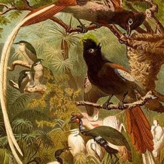 Pygmy Bird of Paradise by Friedrich Wilhelm Kuhnert