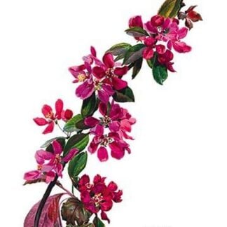 Pyrus Niedzwetzkyana by H.G. Moon