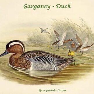 Querquedula Circia - Garganey - Duck by John Gould