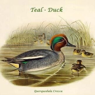 Querquedula Crecca - Teal - Duck by John Gould