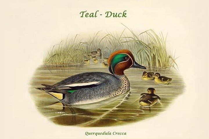 Querquedula Crecca - Teal - Duck by John Gould