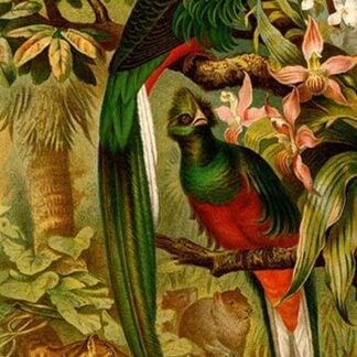 Quetzal by Friedrich Wilhelm Kuhnert