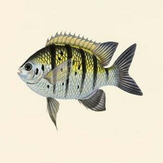 Radeya by John Whitchurch Bennett