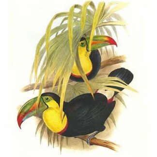 Rainbow or Keel Billed Toucan by John Gould