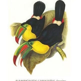 Rainbow or Keel Billed Toucan by John Gould