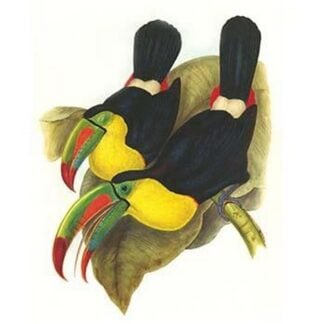 Rainbow or Keel Billed Toucan by John Gould