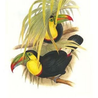 Rainbow or Keel Billed Toucan by John Gould