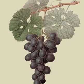 Raison de Carnes or Grape by William Hooker #2
