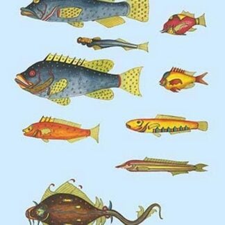 Rarest Curiosities of the Fish of the Indies by Louis Renard #20