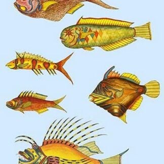 Rarest Curiosities of the Fish of the Indies by Louis Renard #23