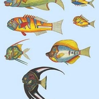 Rarest Curiosities of the Fish of the Indies by Louis Renard 3