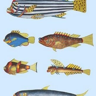 Rarest Curiosities of the Fish of the Indies by Louis Renard #32