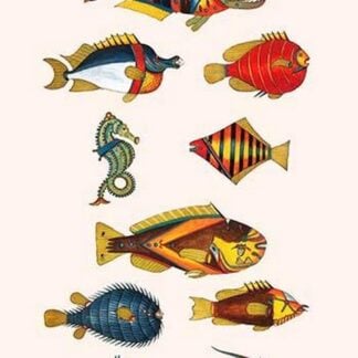 Rarest Curiosities of the Fish of the Indies by Louis Renard