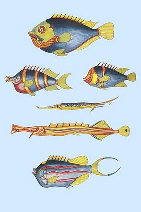 Rarest Curiosities of the Fish of the Indies by Louis Renard #36