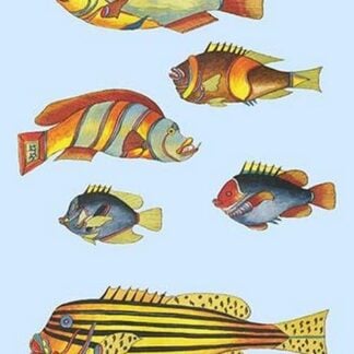 Rarest Curiosities of the Fish of the Indies by Louis Renard #38