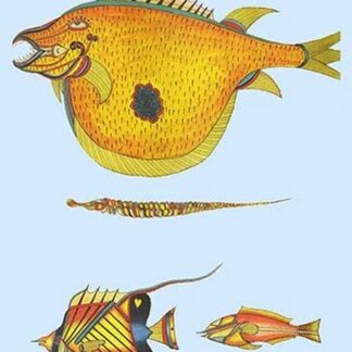 Rarest Curiosities of the Fish of the Indies by Louis Renard #46