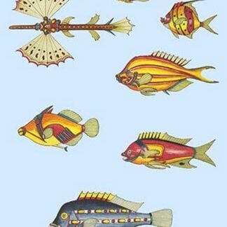 Rarest Curiosities of the Fish of the Indies by Louis Renard 5