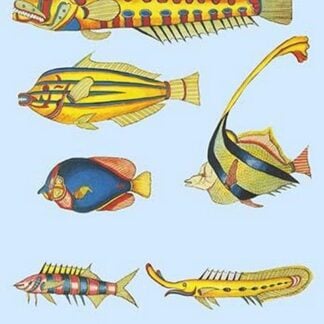 Rarest Curiosities of the Fish of the Indies by Louis Renard #55