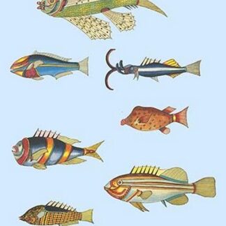 Rarest Curiosities of the Fish of the Indies by Louis Renard 6