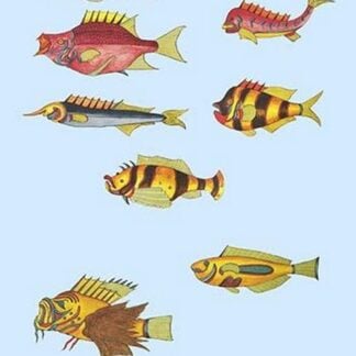 Rarest Curiosities of the Fish of the Indies by Louis Renard 8