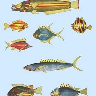 Rarest Curiosities of the Fish of the Indies by Louis Renard 9