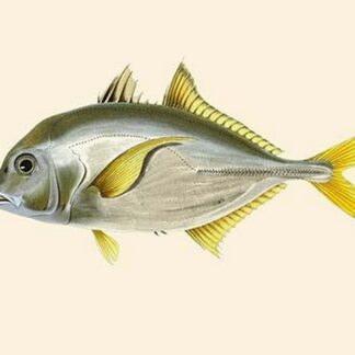 Rat - Goroo-Parawah by John Whitchurch Bennett