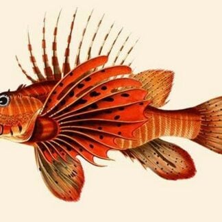 Ratoo Gini Maha - Great Red Fire by John Whitchurch Bennett