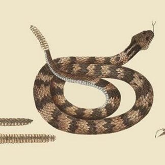 Rattlesnake by Mark Catesby