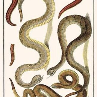 Rattlesnakes by Albertus Seba