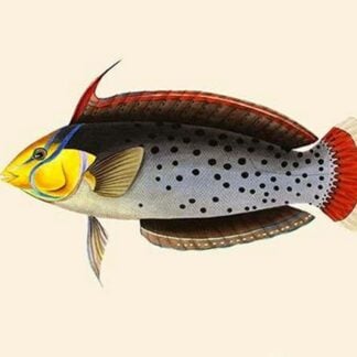 Rattoo-Girawah by John Whitchurch Bennett