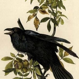 Raven by John James Audubon