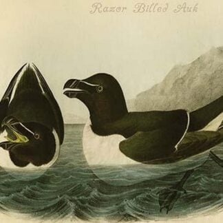 Razor Billed Auk by John James Audubon
