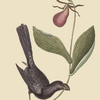 Razor Billed Blackbird of Jamaica by Mark Catesby