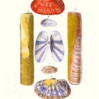 Razor Sheath Shells By John Mawe