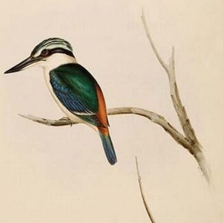 Red Backed Kingfisher by John Gould