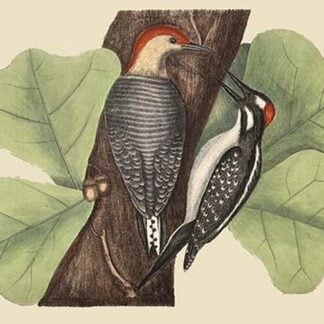 Red Bellied Woodpecker by Mark Catesby