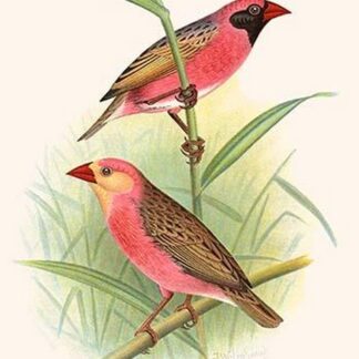 Red Billed Weaver by Frederick William Frohawk