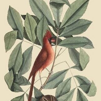Red Bird by Mark Catesby