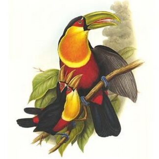 Red Breaster Toucan & Green Billed by John Gould