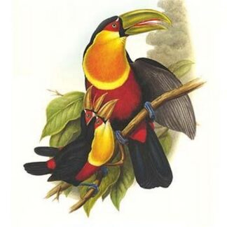Red Breaster Toucan & Green Billed by John Gould