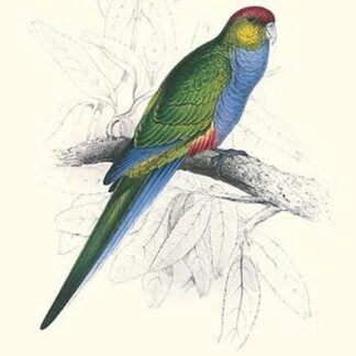 Red Capped Parakeet Female - Purpureicephalus Spurius by Edward Lear