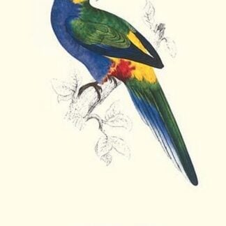 Red Capped Parakeet Male -Purpureicephalus Spurius by Edward Lear