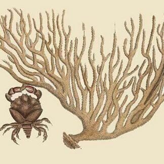 Red Claw Crab by Mark Catesby