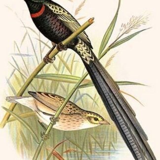Red Collared Whydah by Frederick William Frohawk